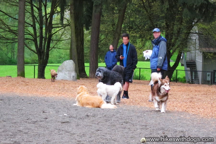Experience the charm of dog-friendly Bellevue, where adventure awaits at every corner.